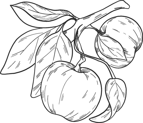 Coloring book of two apples on a twig